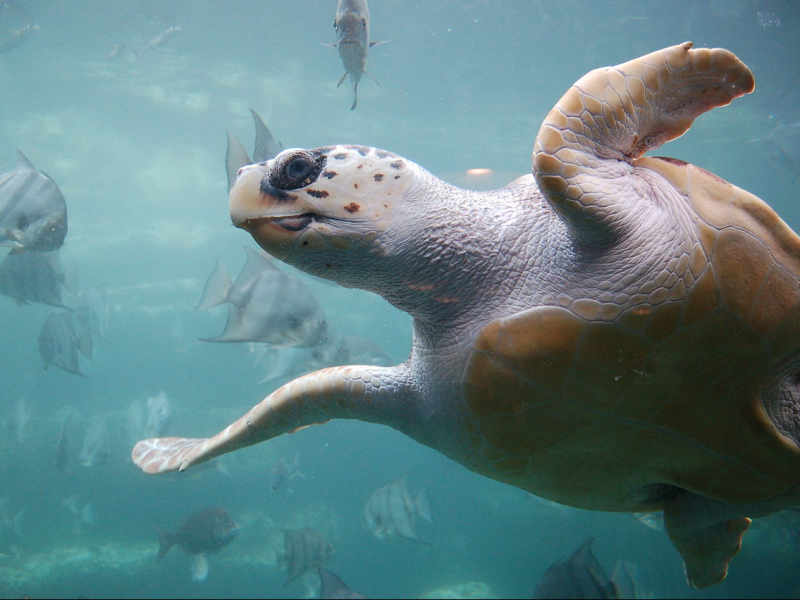 Zakynthos er også kendt som skildpaddeøen