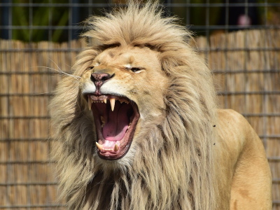 Løve i zoologisk have