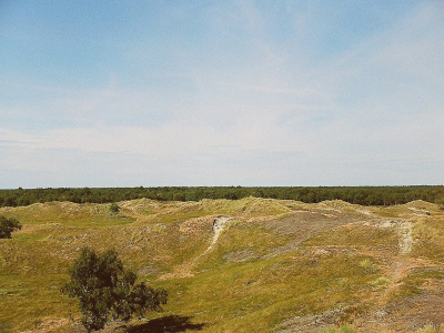 Indlandsklitter ved Højsande, Læsø - 554
